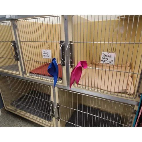 The kennels at Riverside Small Animal Hospital